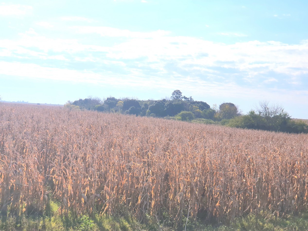 SE VENDE CAMPO AGRICOLA!!