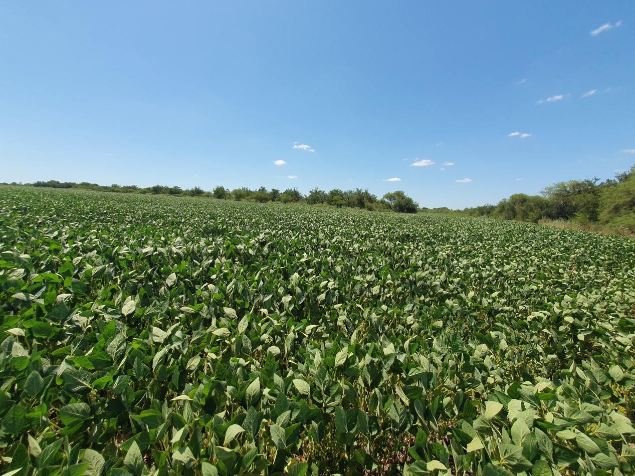 En Venta campo agricola en Nogoya!!
