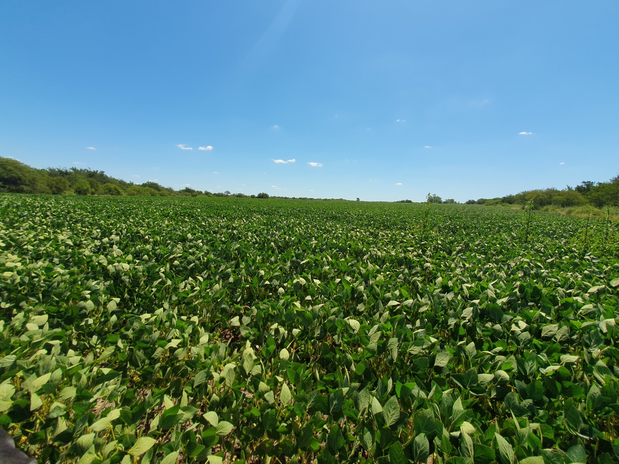 En Venta campo agricola en Nogoya!!