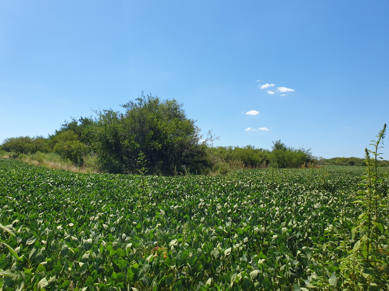 En Venta campo agricola en Nogoya!!