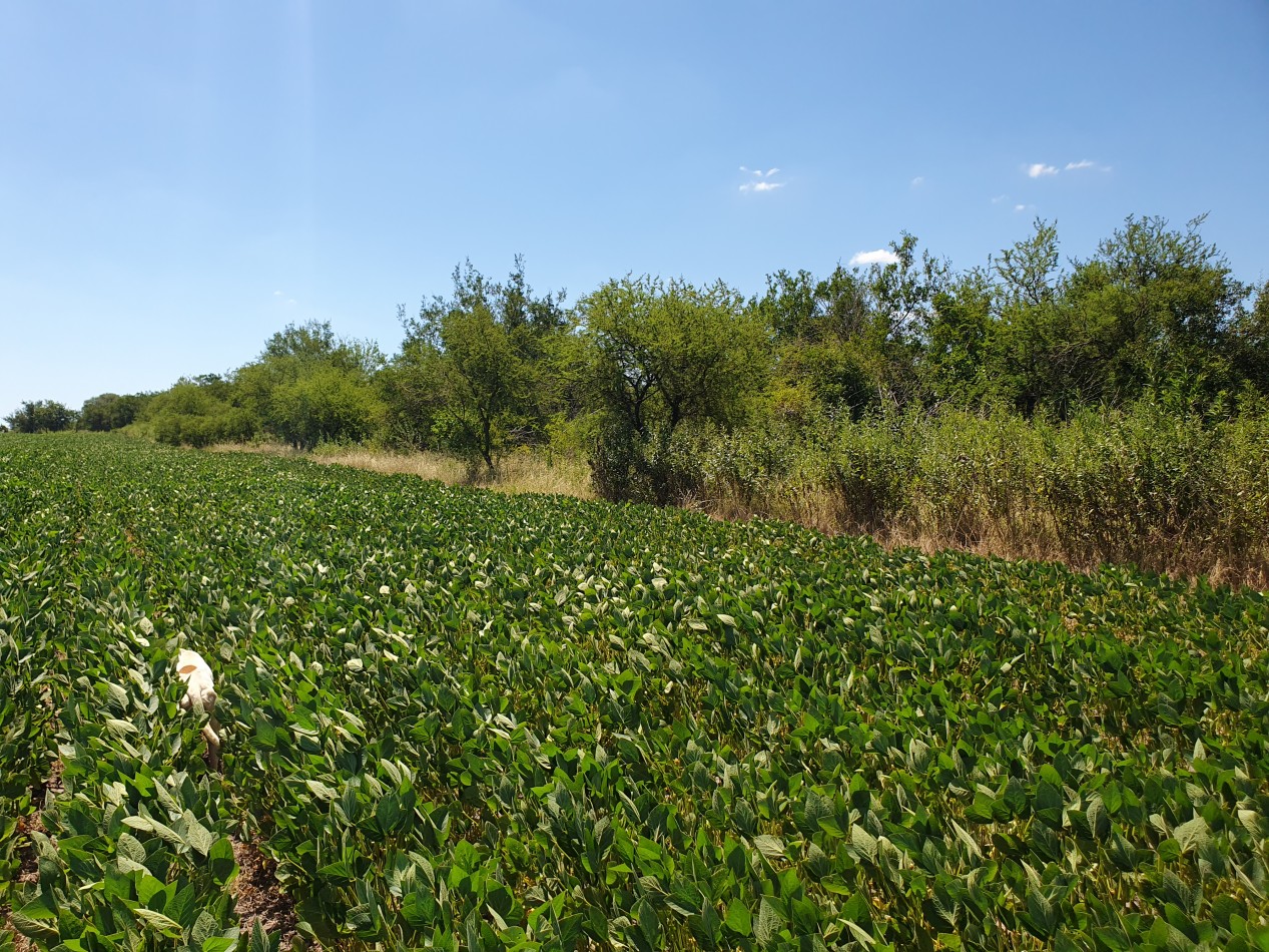 En Venta campo agricola en Nogoya!!