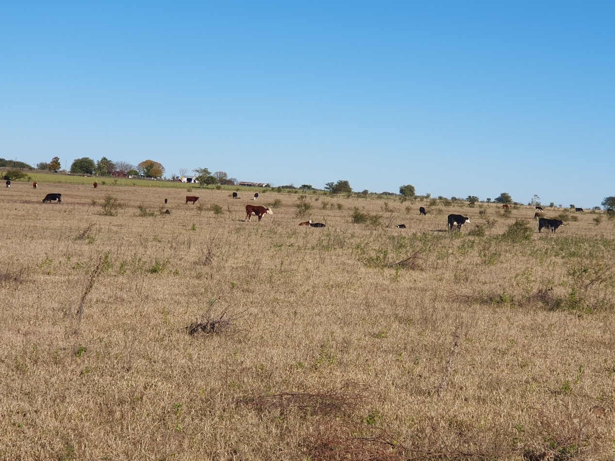 SE VENDE CAMPO MIXTO -DE 43HAS-  SOBRE RUTA  
