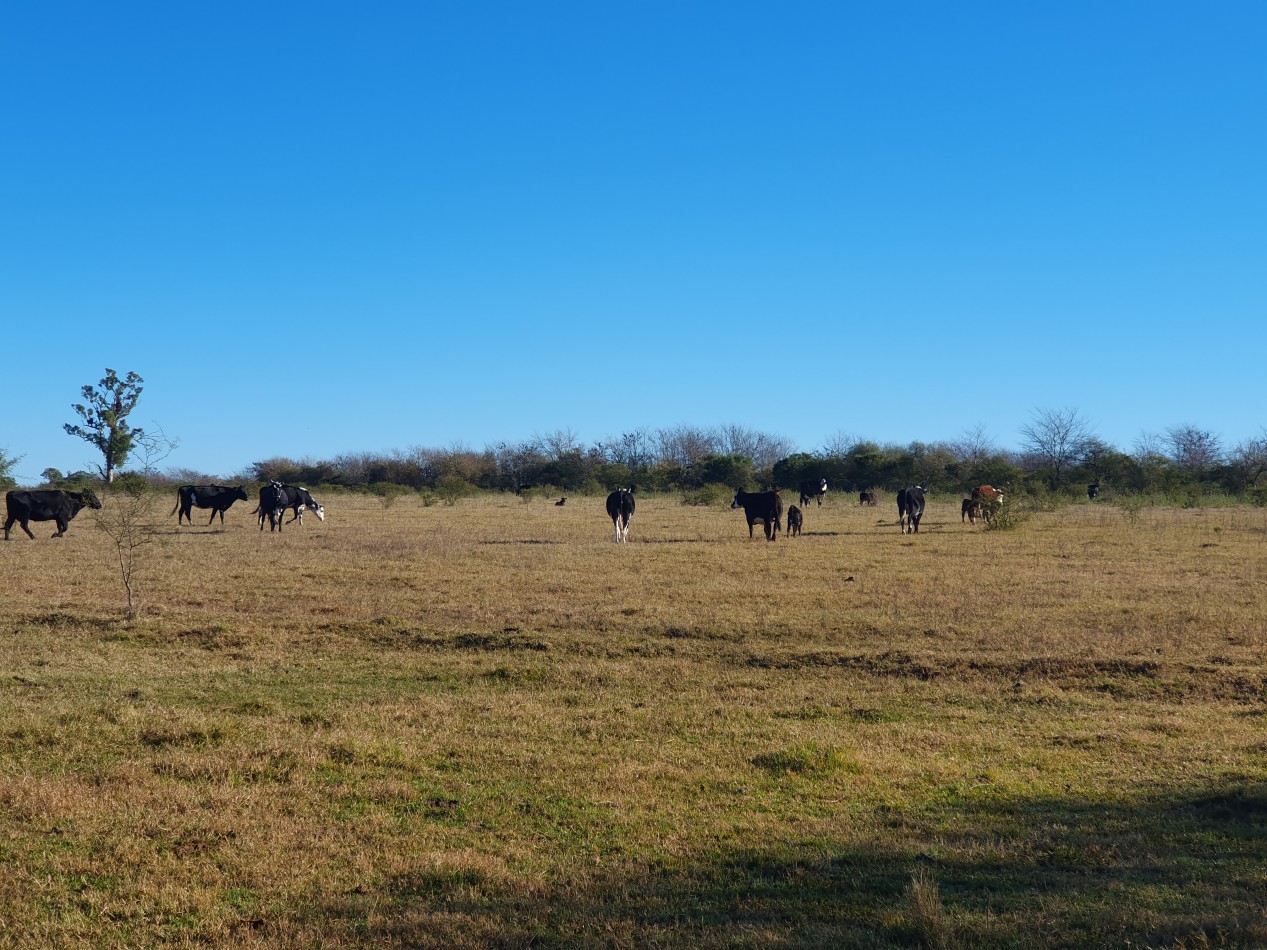 SE VENDE CAMPO MIXTO -DE 43HAS-  SOBRE RUTA  