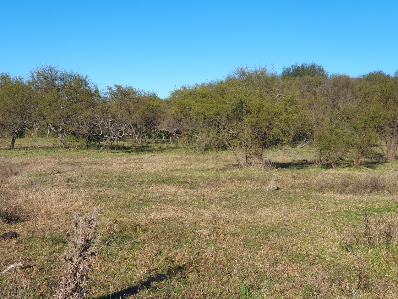 SE VENDE CAMPO MIXTO -DE 43HAS-  SOBRE RUTA  