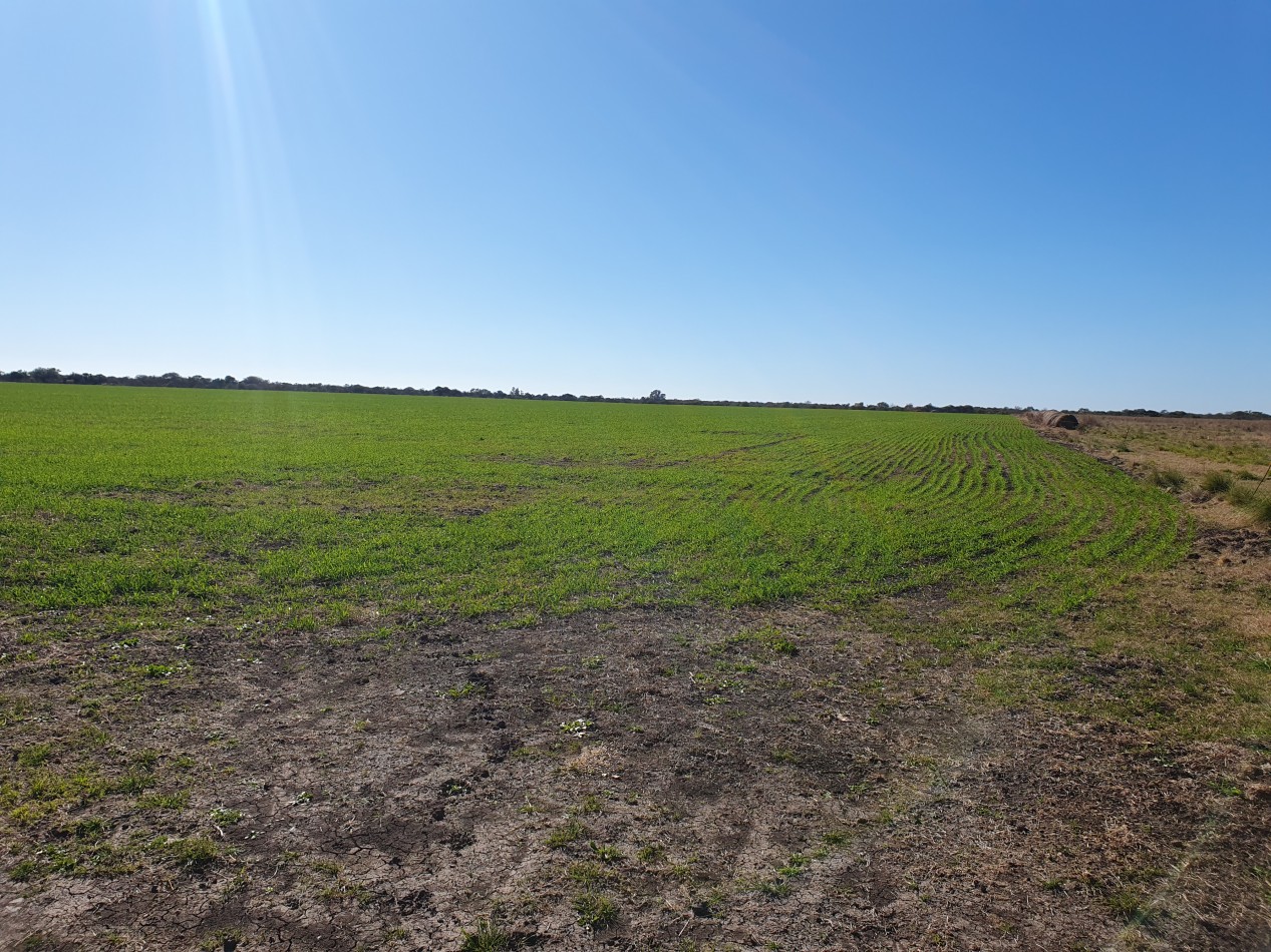 Campo Mixto