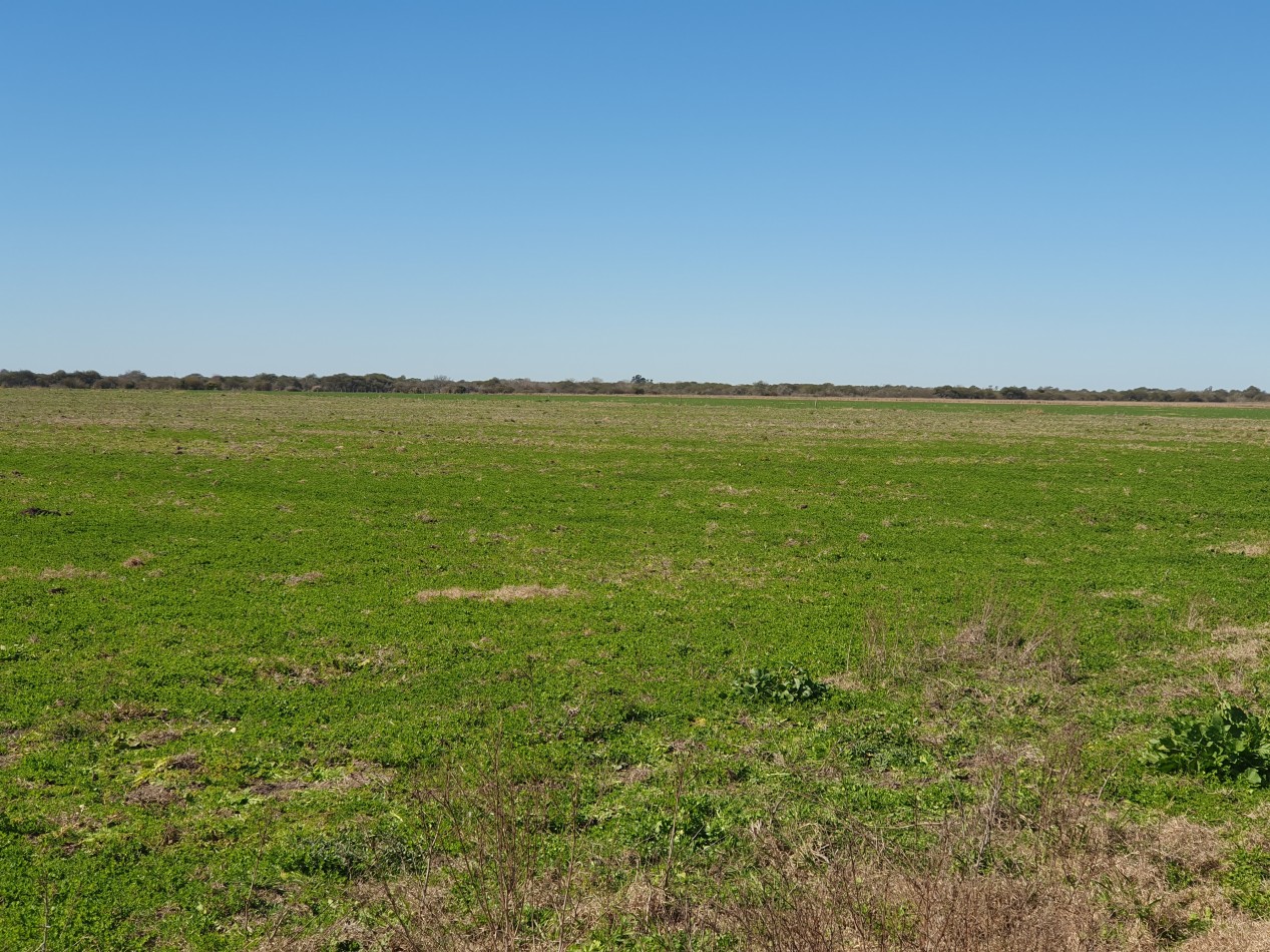 Campo Mixto