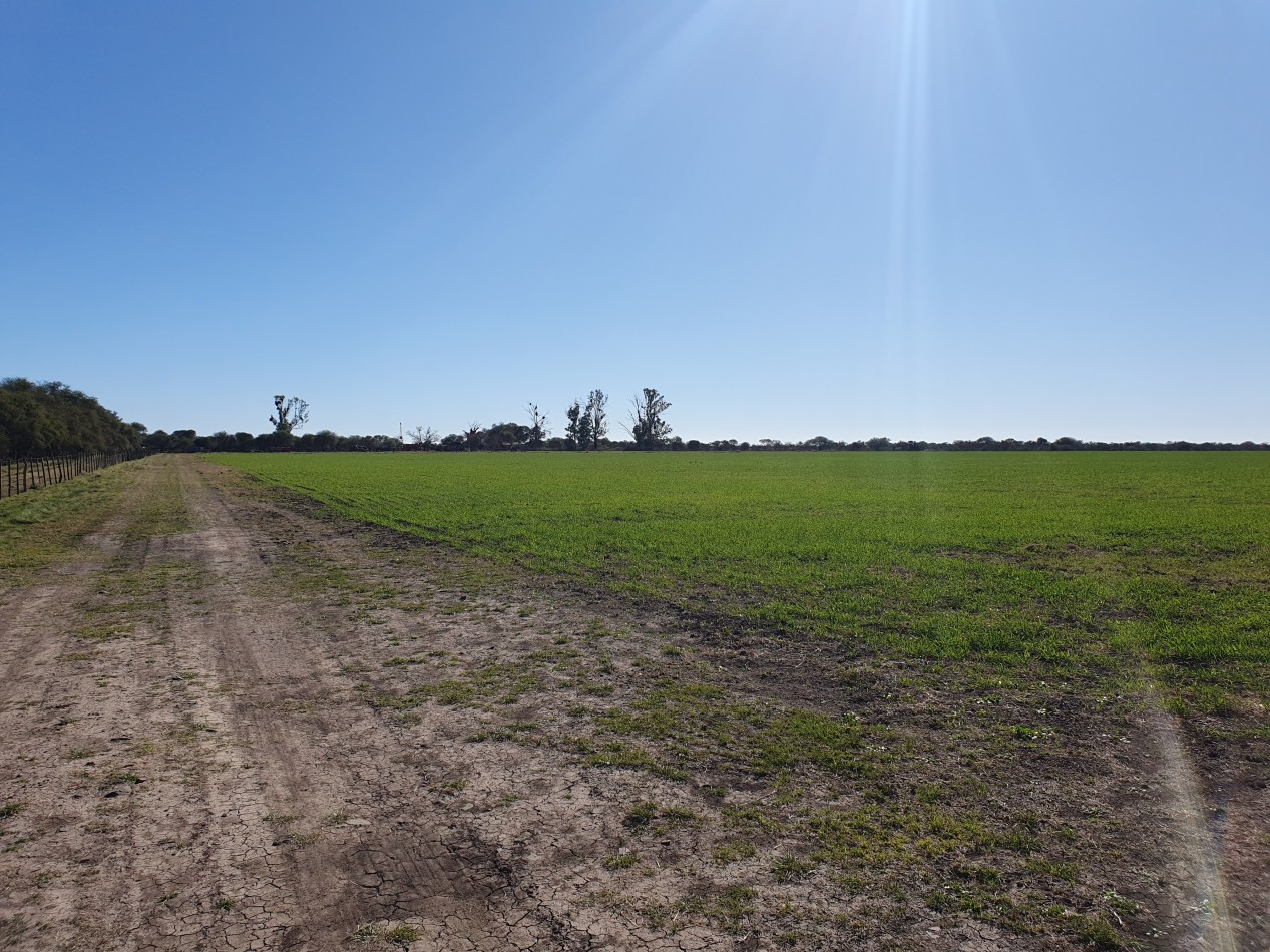 Campo Mixto