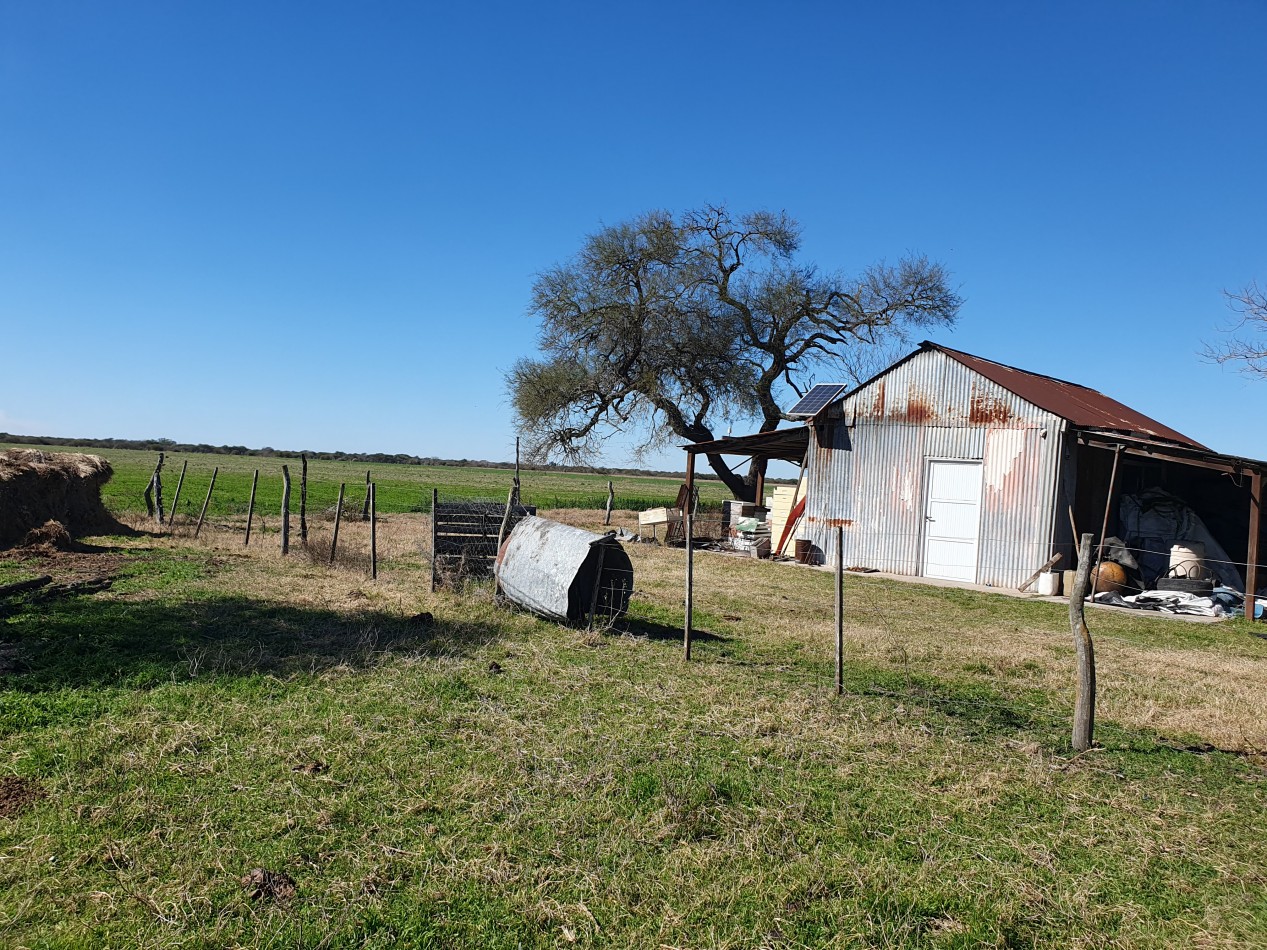 Campo Mixto