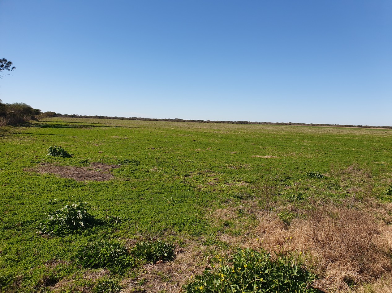 Campo Mixto