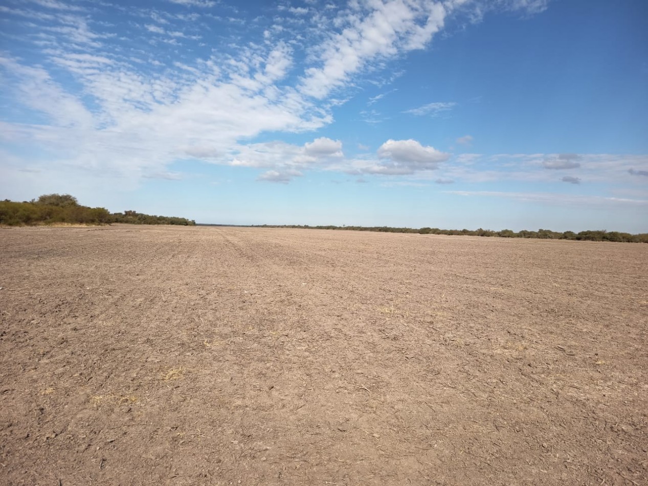 Campo Mixto Feliciano