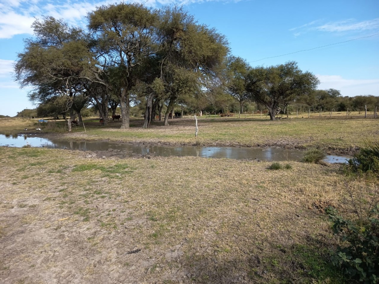 Campo Mixto Feliciano