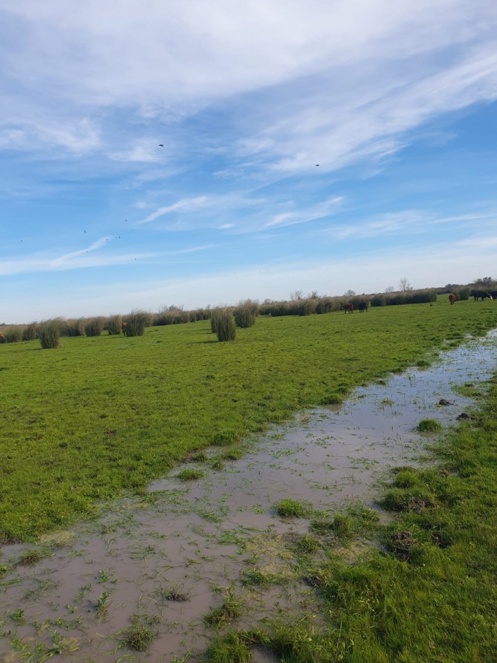 Campo de 471has a la venta - Concepcion del Uruguay
