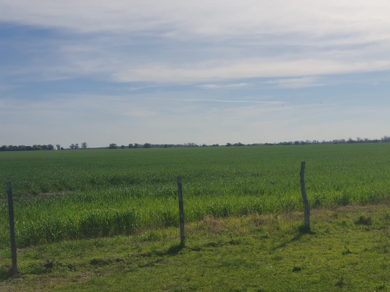 Campo de 471has a la venta - Concepcion del Uruguay