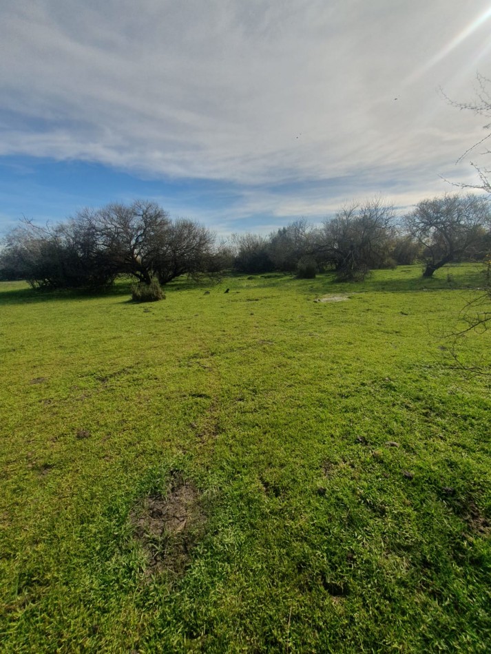 Campo de 471has a la venta - Concepcion del Uruguay