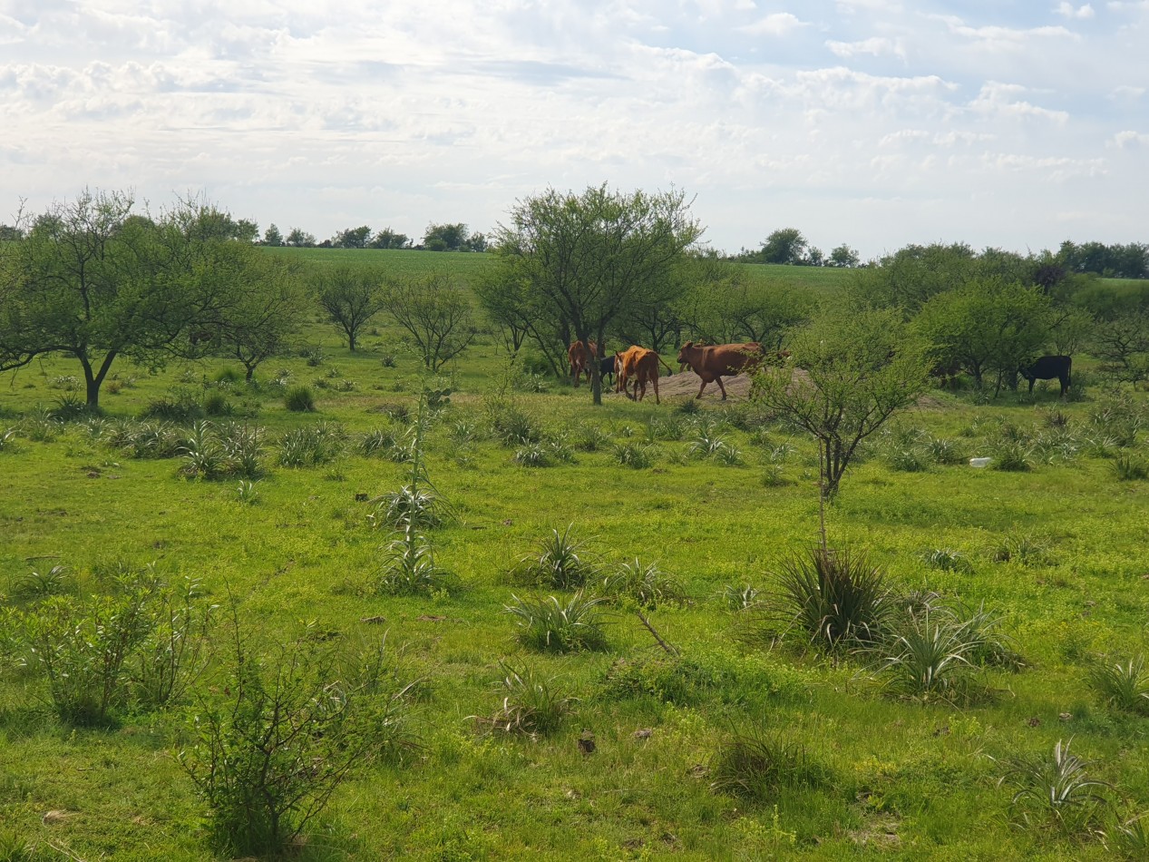Se vende campo mixto 156has Nogoya!!!!
