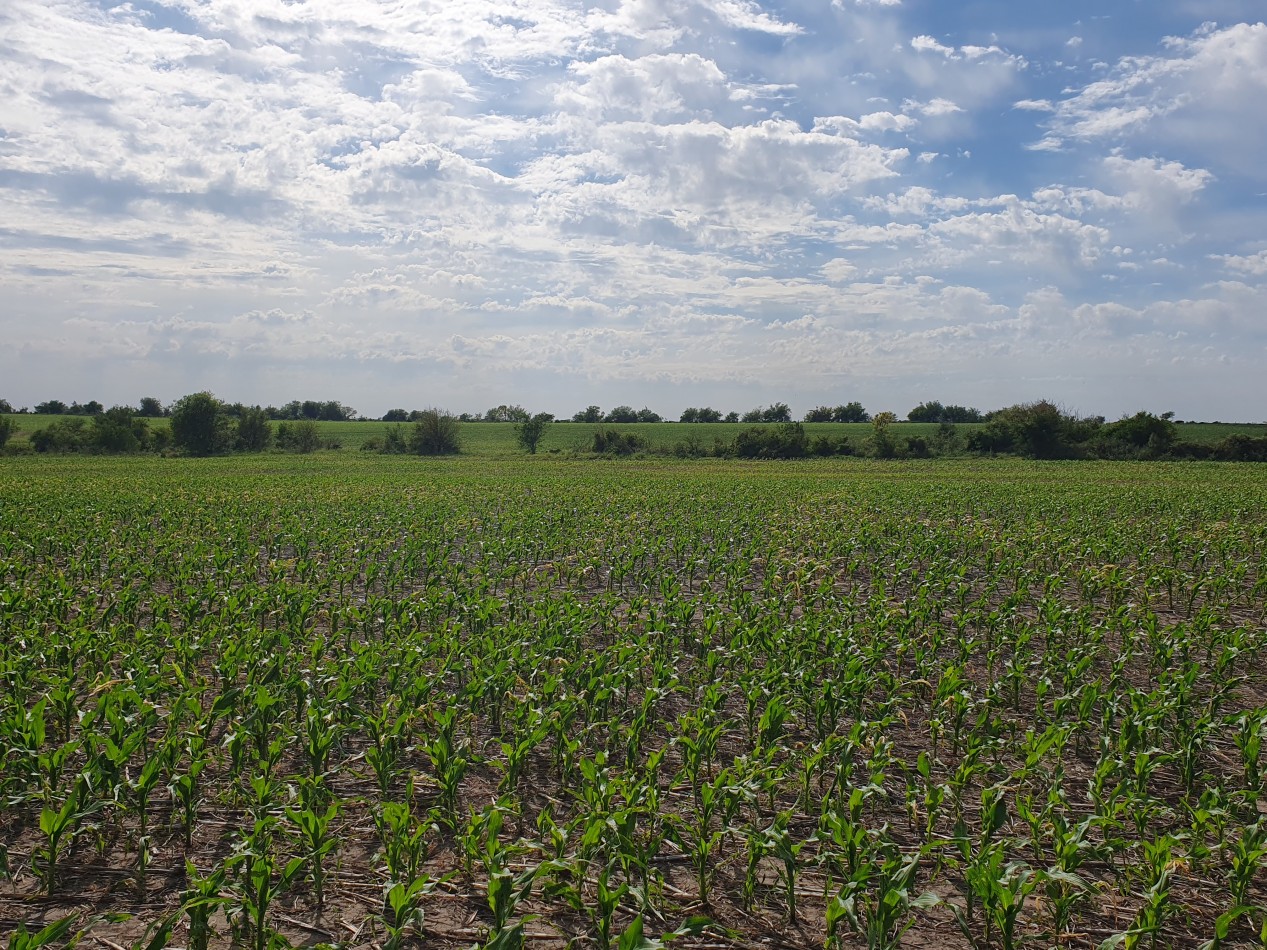 Se vende campo mixto 156has Nogoya!!!!