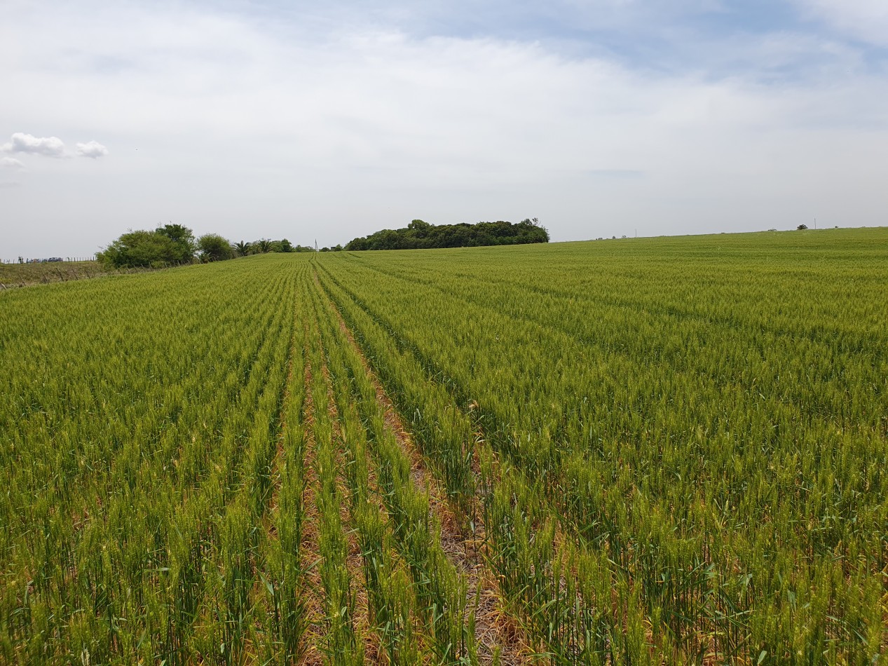 SE VENDE 38HAS AGRICOLAS HERNANDEZ!!