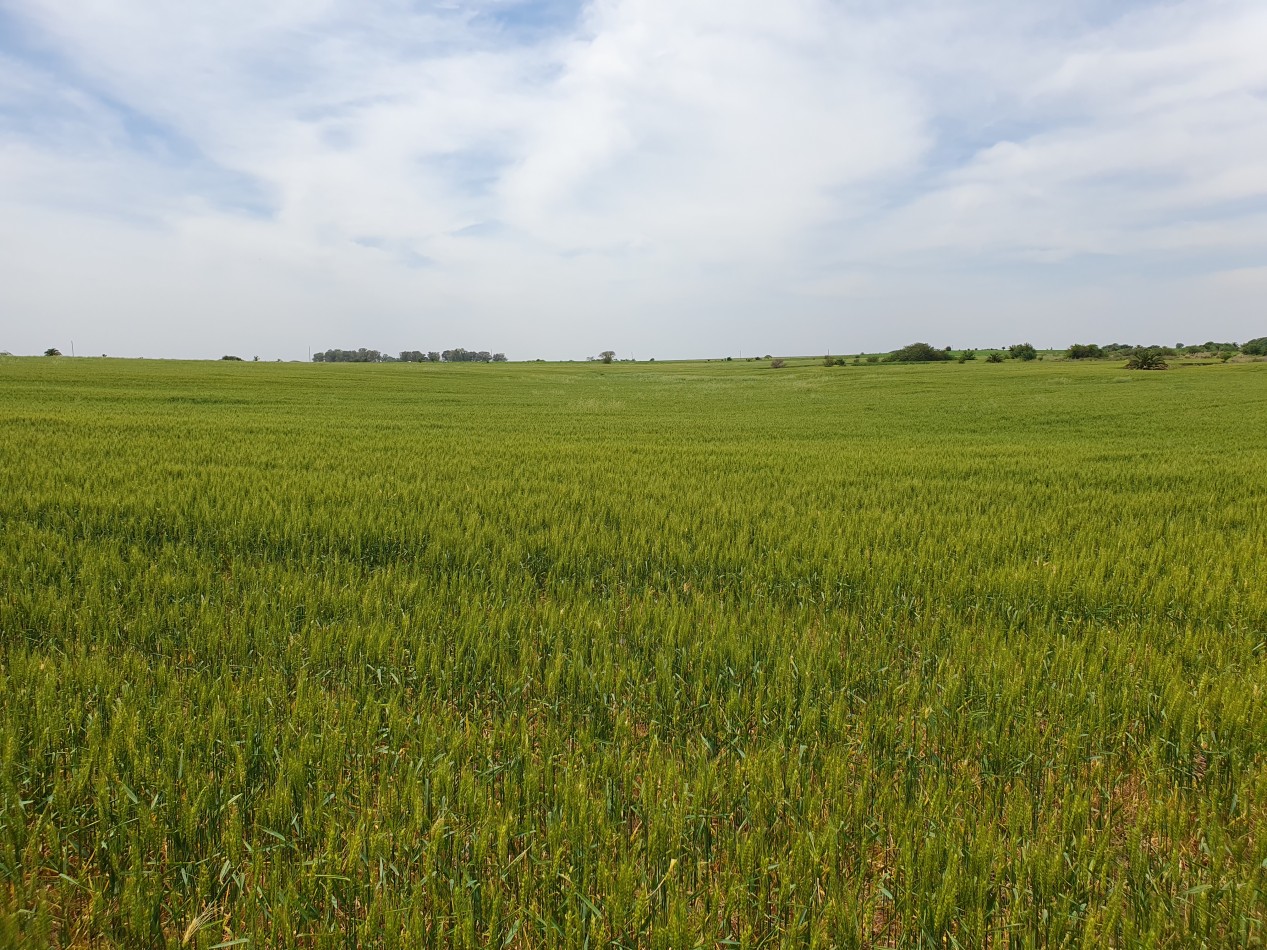SE VENDE 38HAS AGRICOLAS HERNANDEZ!!