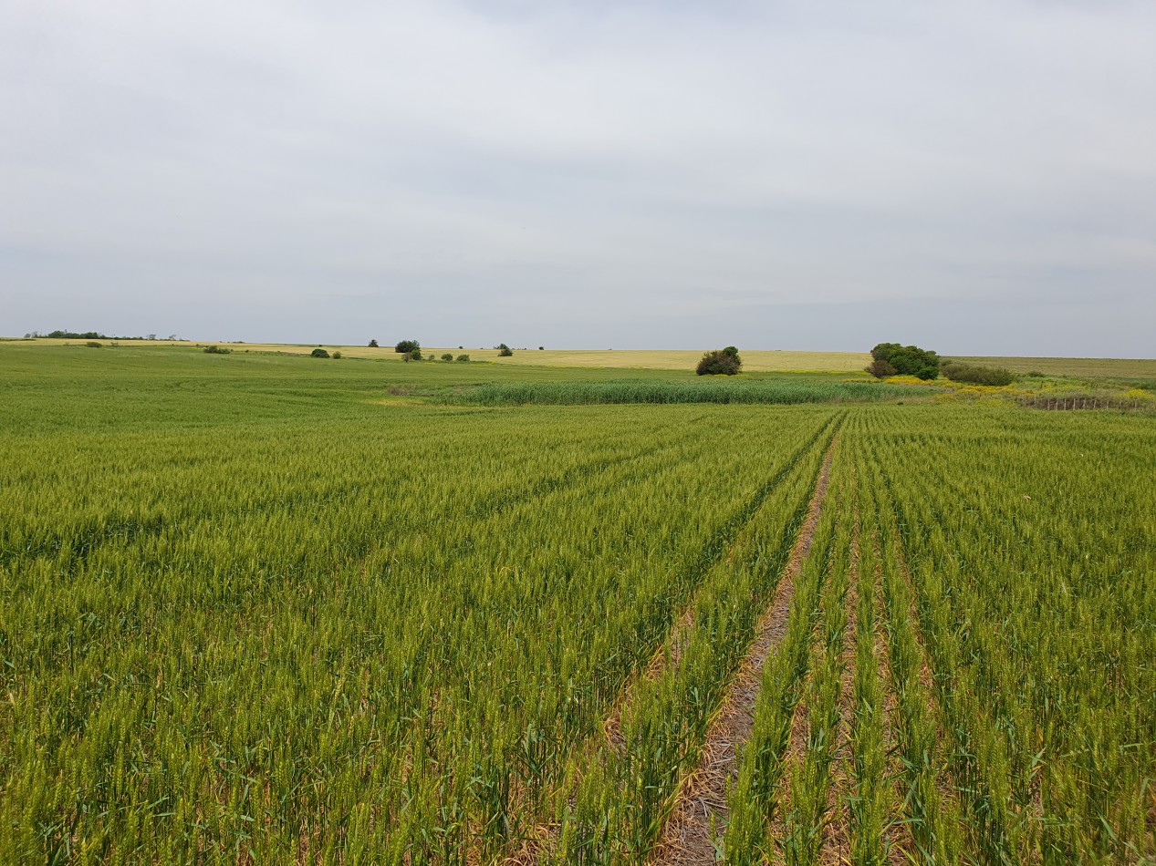 SE VENDE 38HAS AGRICOLAS HERNANDEZ!!