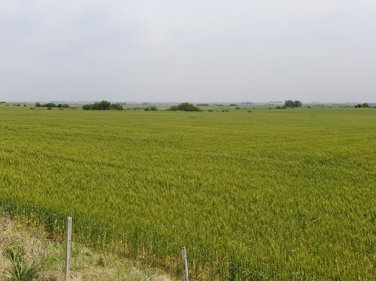 SE VENDE 38HAS AGRICOLAS HERNANDEZ!!