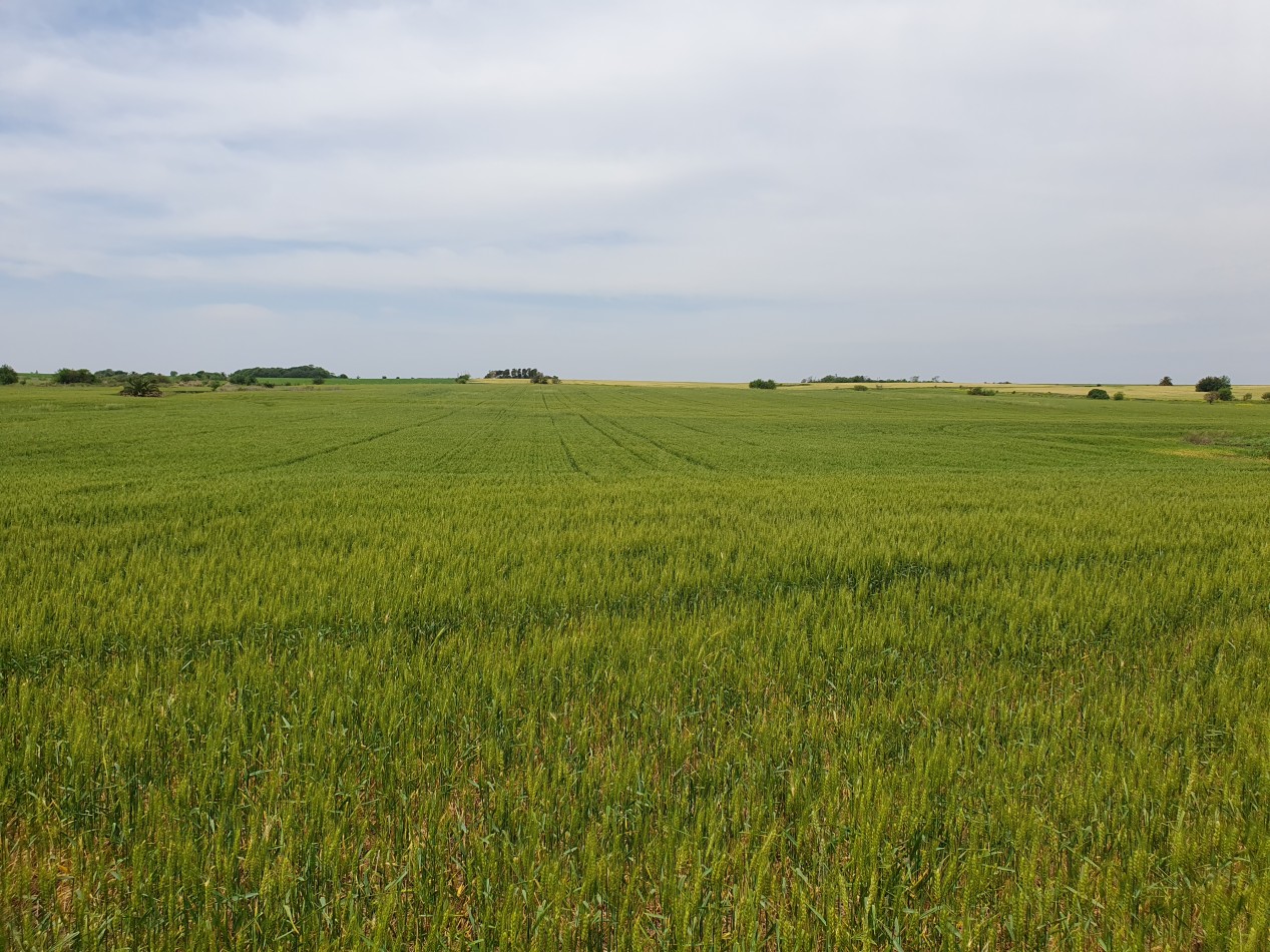 SE VENDE 38HAS AGRICOLAS HERNANDEZ!!