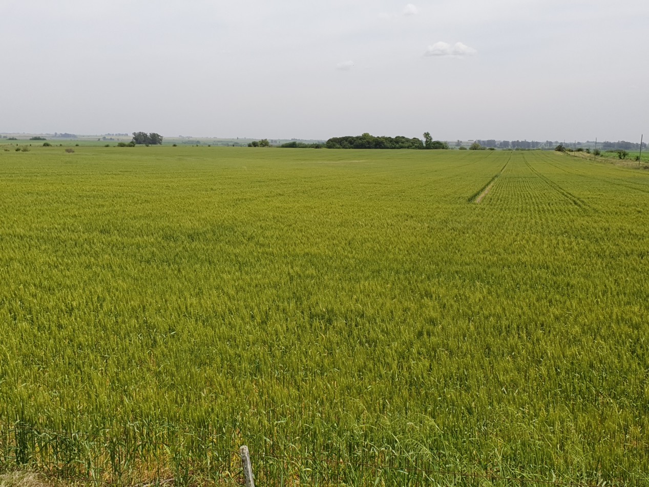 SE VENDE 38HAS AGRICOLAS HERNANDEZ!!