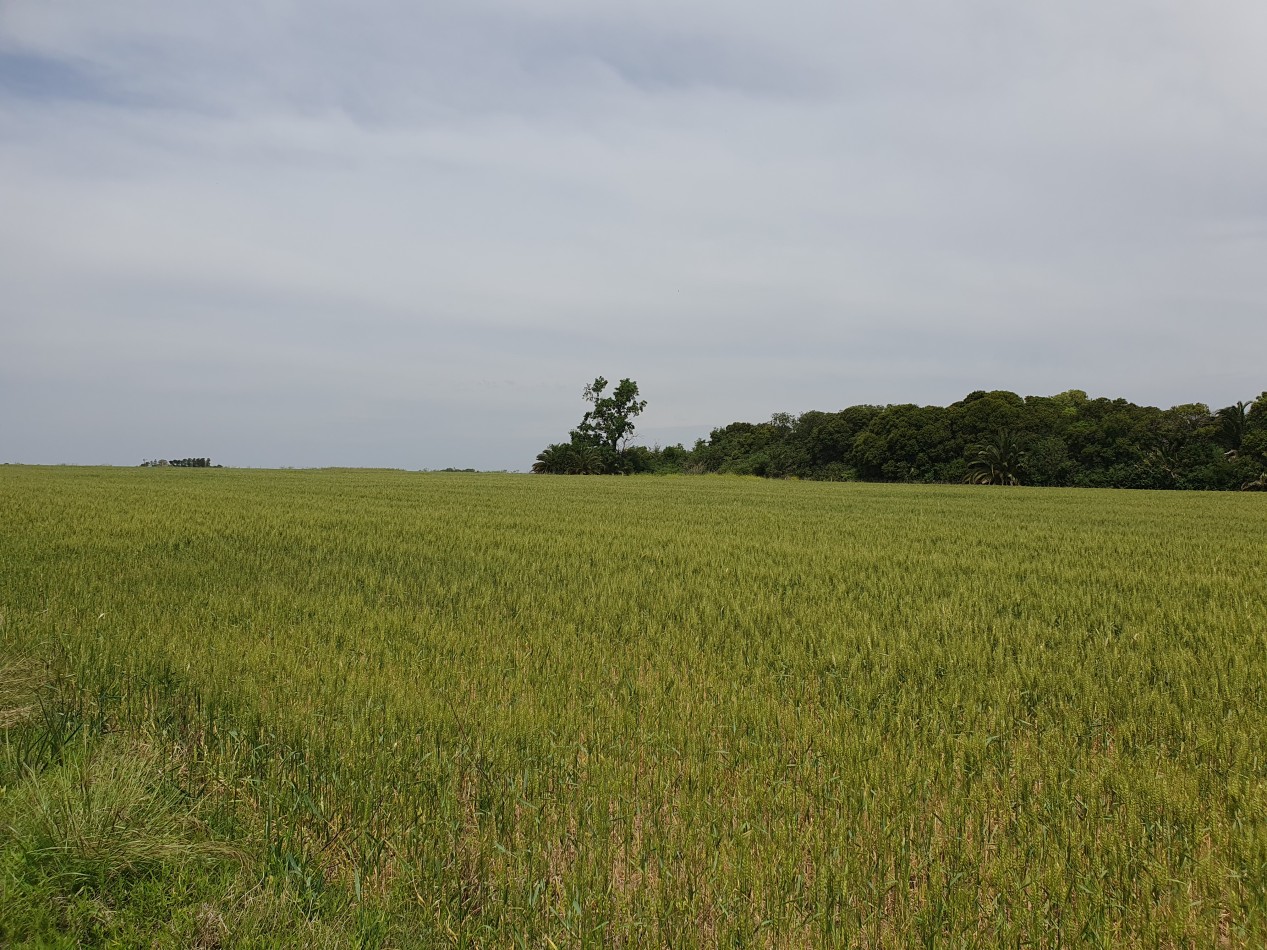 SE VENDE CAMPO AGRICOLA!!