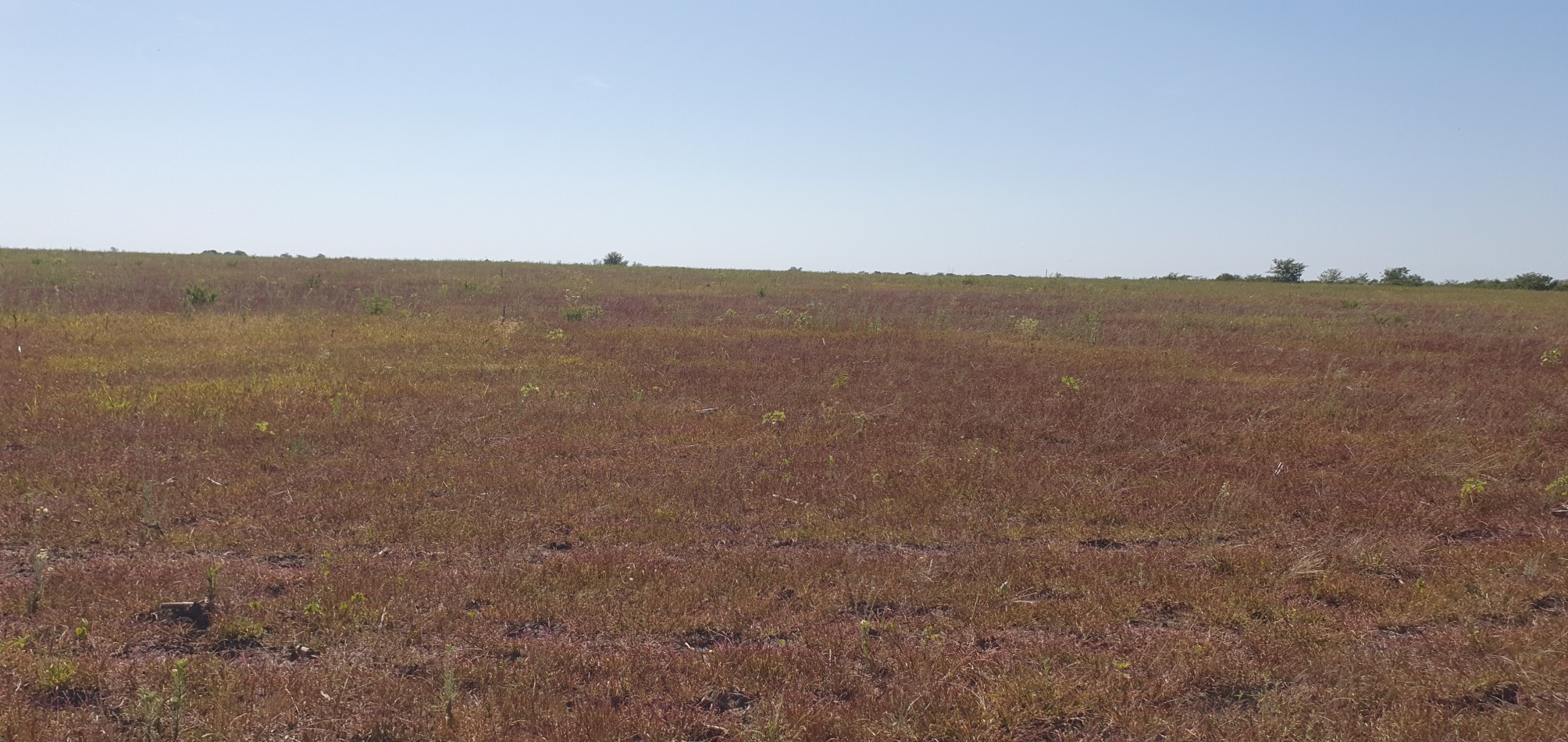 Se venden  campo mixto de 122,5has