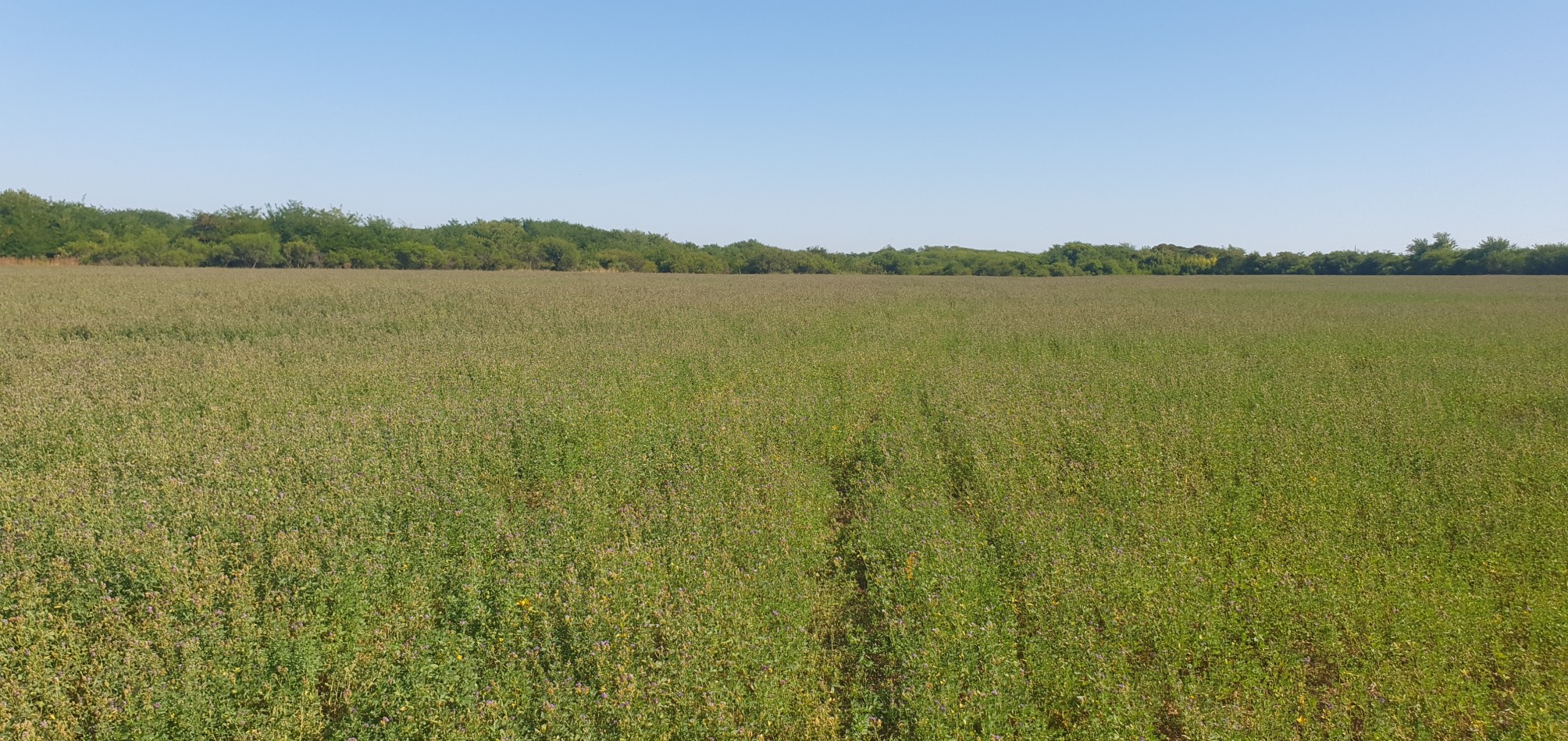 Se venden  campo mixto de 122,5has