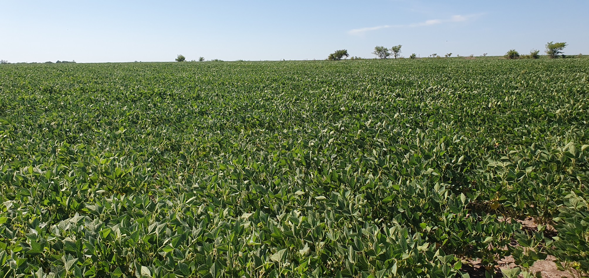 Se venden  campo mixto de 122,5has