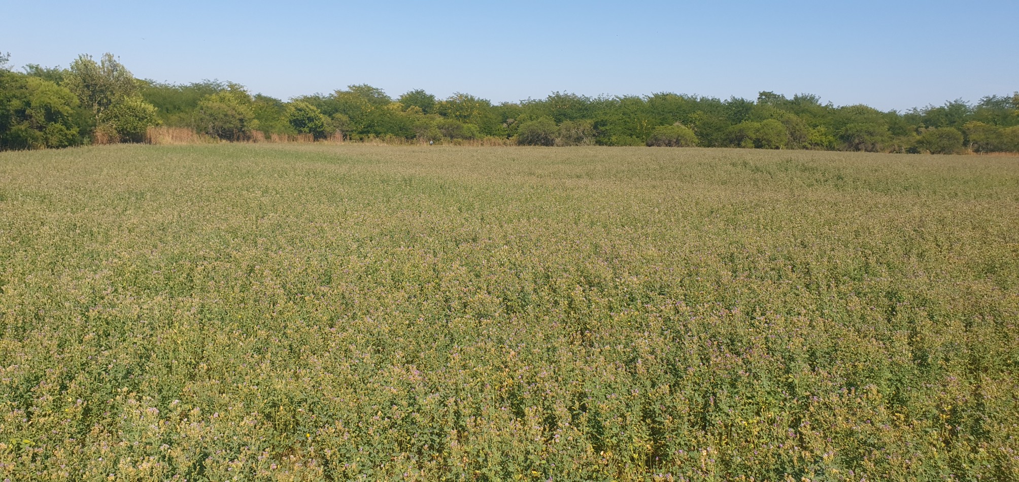 Se venden  campo mixto de 122,5has