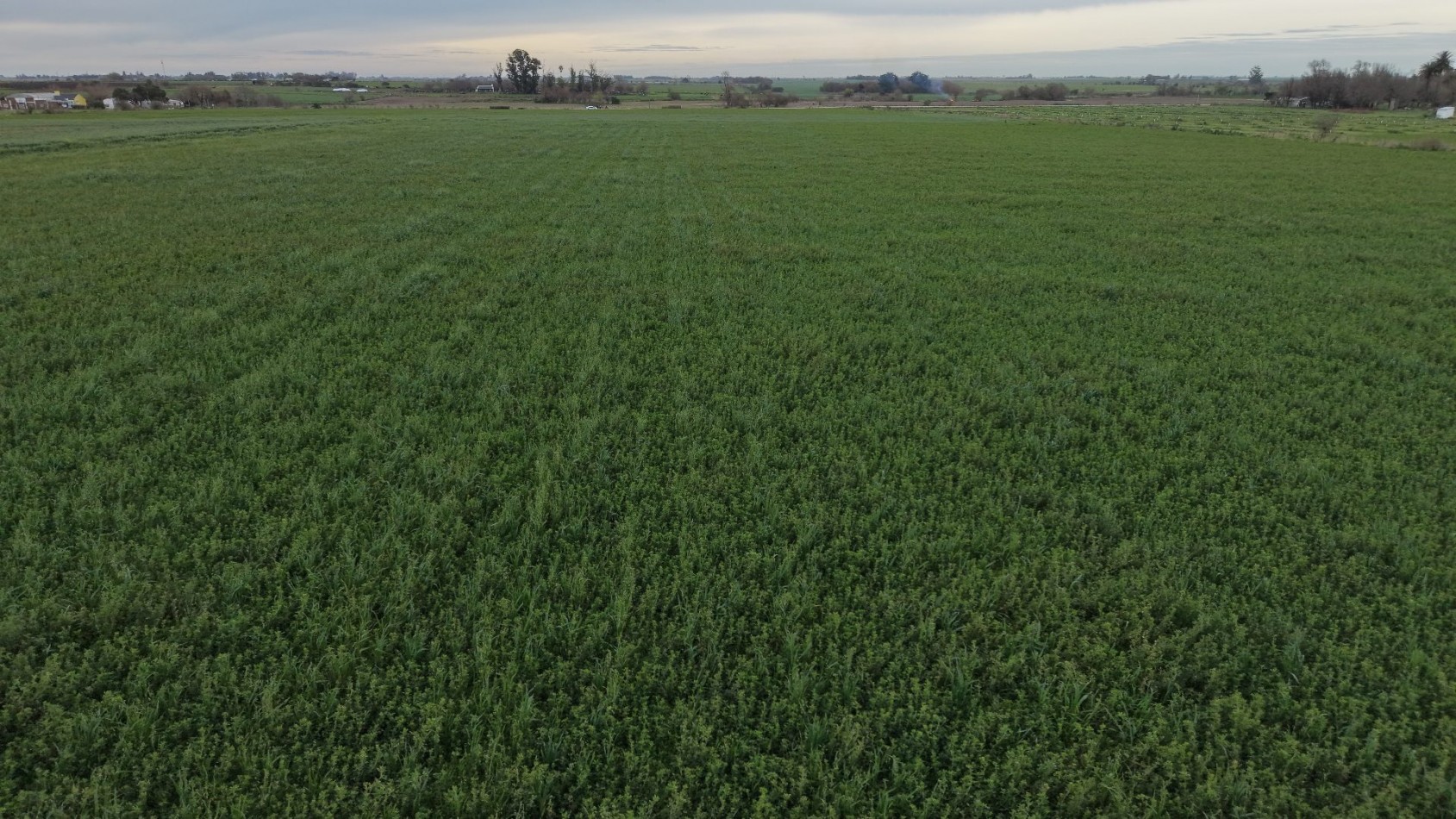 SE VENDEN 40HAS AGRICOLAS EN CRESPO!!!