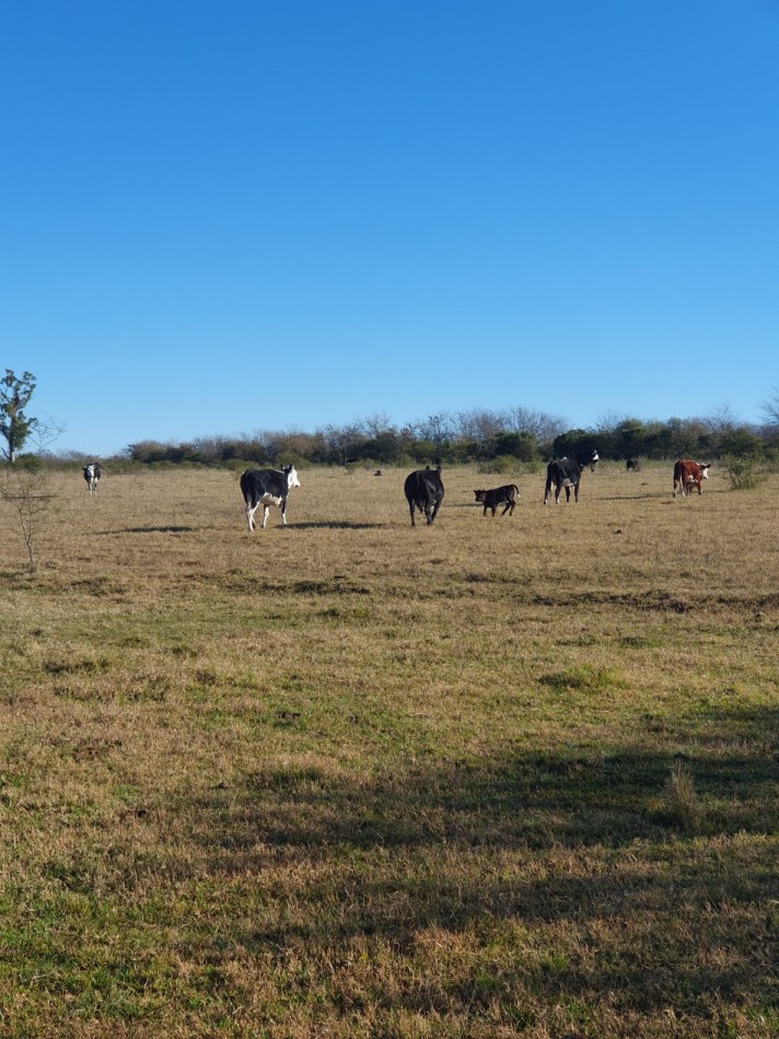 SE VENDE CAMPO MIXTO -DE 43HAS-  SOBRE RUTA  