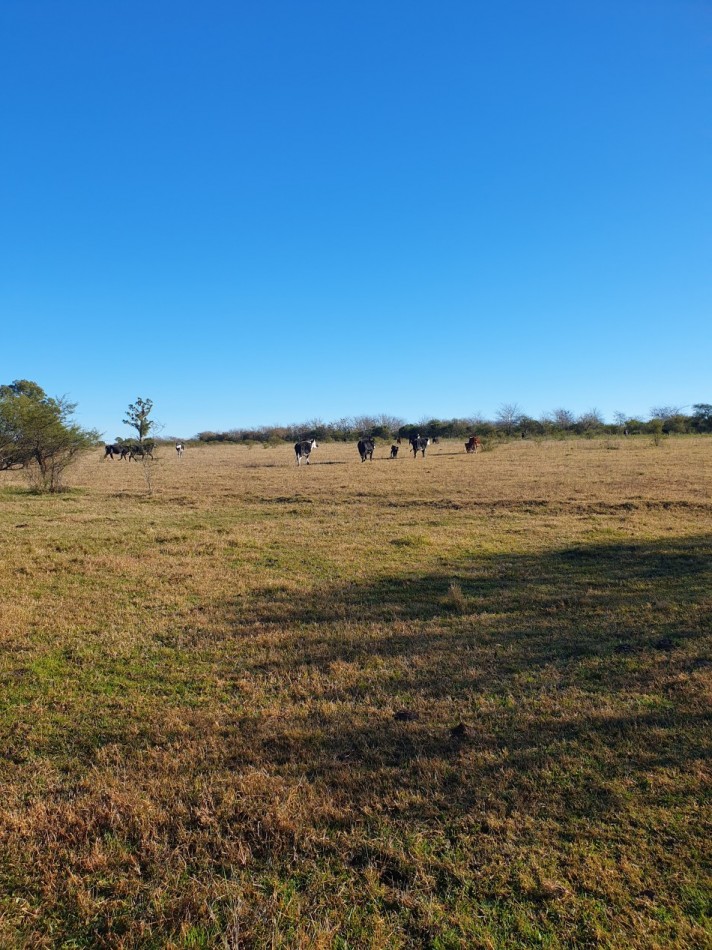 SE VENDE CAMPO MIXTO -DE 43HAS-  SOBRE RUTA  