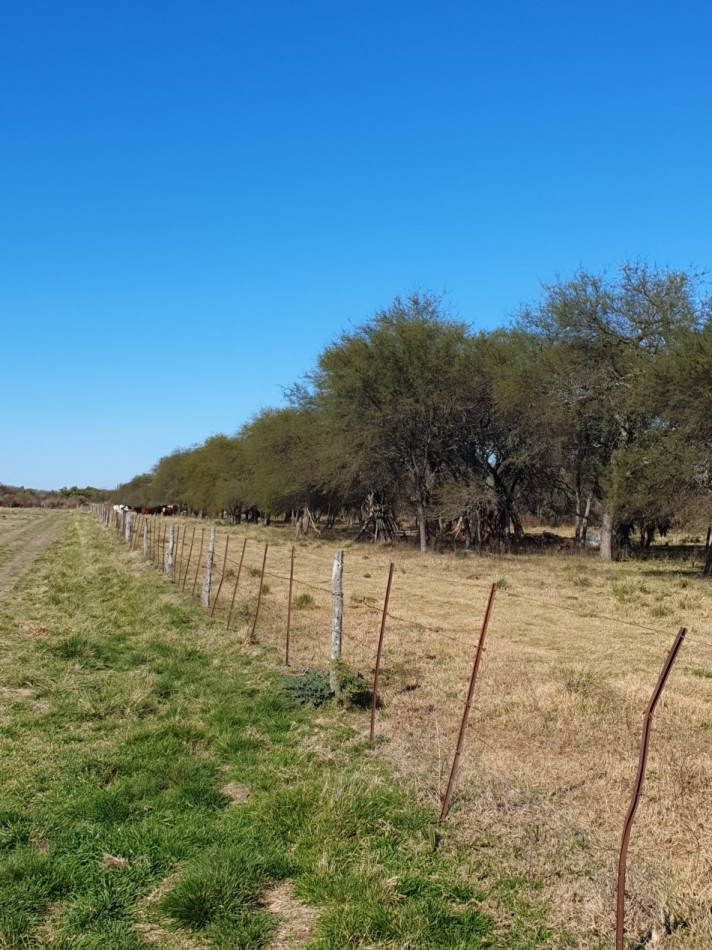 Campo Mixto
