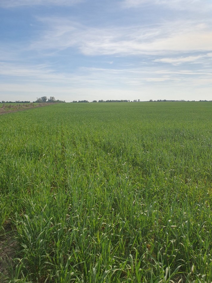 Campo mixto en venta!!