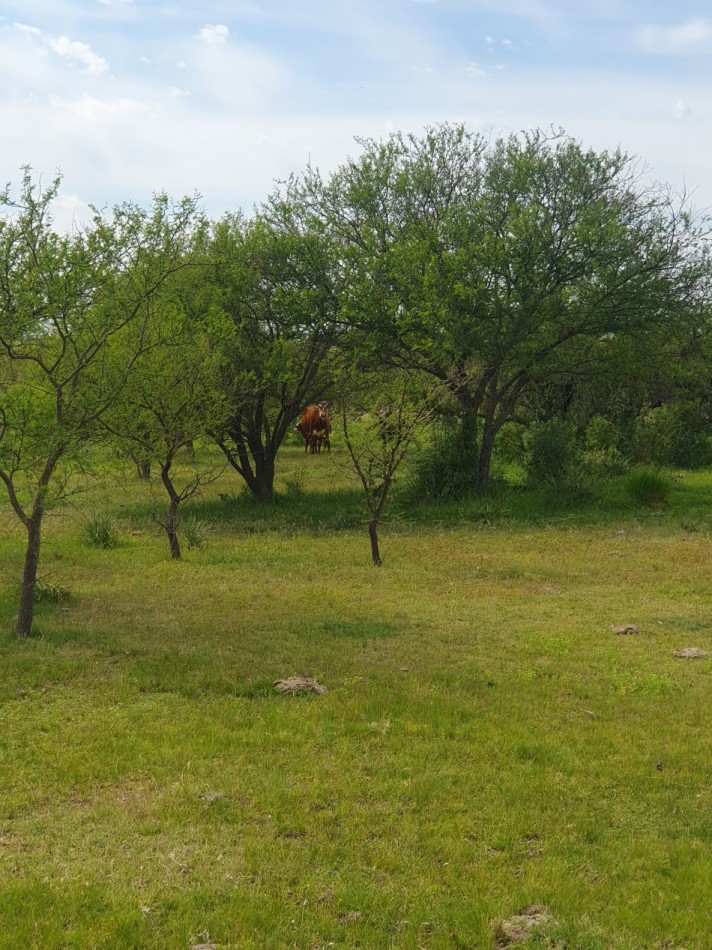 Se vende campo mixto 156has Nogoya!!!!