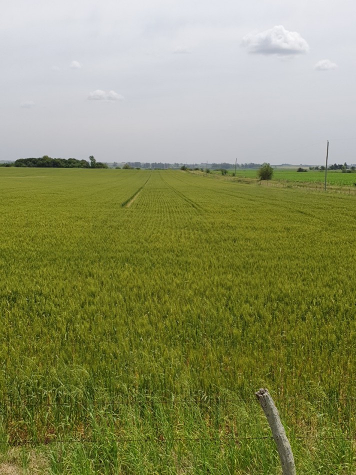 SE VENDE 38HAS AGRICOLAS HERNANDEZ!!