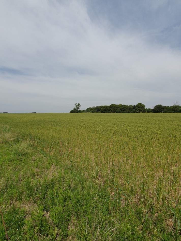 SE VENDE CAMPO AGRICOLA!!