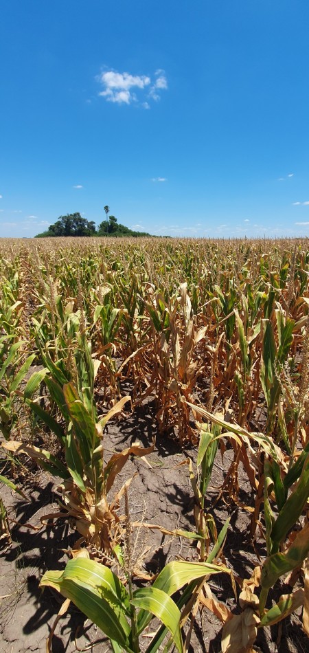 Se vende campo mixto 79has