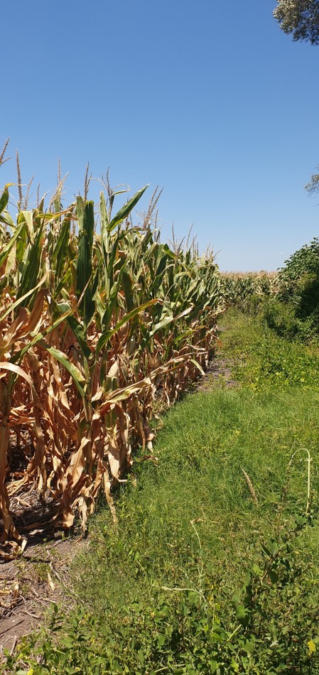 Se vende campo mixto 79has