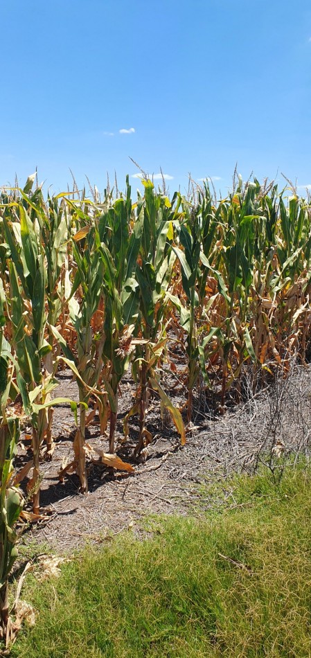 Se vende campo mixto 79has