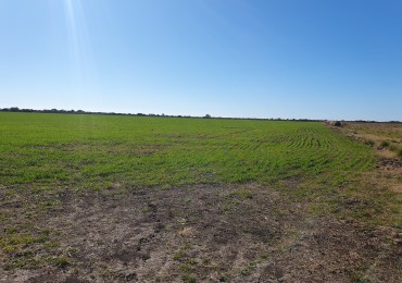 Campo Mixto