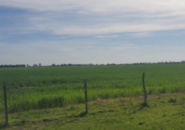 Campo de 471has a la venta - Concepcion del Uruguay