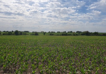 Se vende campo mixto 156has Nogoya!!!!