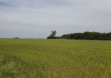 SE VENDE CAMPO AGRICOLA!!