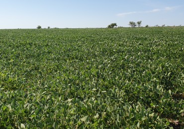 Se venden  campo mixto de 122,5has