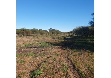 SE VENDE CAMPO MIXTO -DE 43HAS-  SOBRE RUTA  